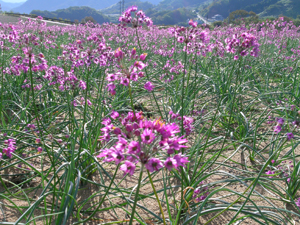 ラッキョウの花