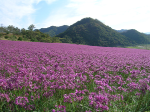 ラッキョウの花畑