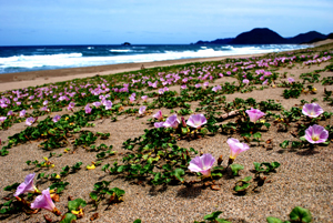 ハマヒルガオの開花（2009．5．15）